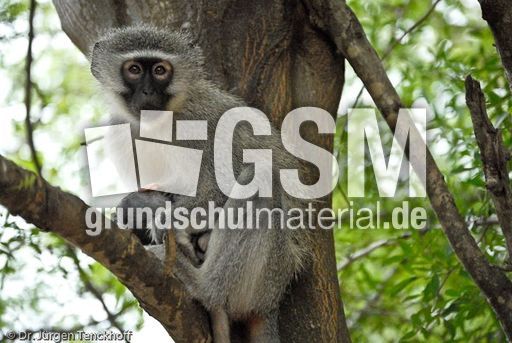 Grüne Meerkatzen (12 von 67).jpg